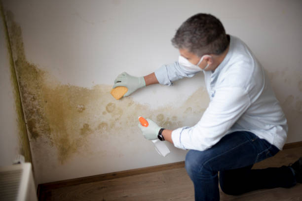 Best Mold Remediation for Rental Properties  in Atlantic Beach, NY