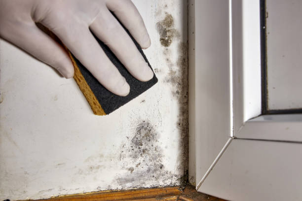 Best Mold-Related Health Consultation  in Atlantic Beach, NY